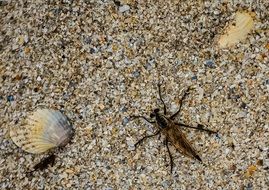 seashell insect
