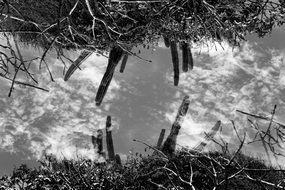 sky reflection on the puddle