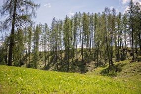 Landscape of the trees near a meadow