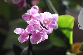 delightful beauty orchid