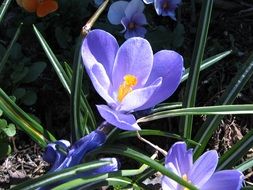 delicate purple crocus flowers in spring