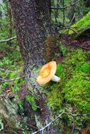 Fungus on the tree in fall