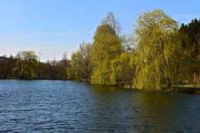 autumn trees on the shore of the pond