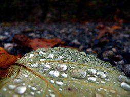 tree leaf after rain