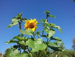 flower and buds of sunflower plant at sky