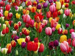 colorful tulips close up