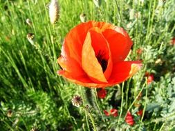 A lot of the beautiful flowers in the garden