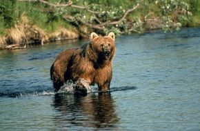 brown bear in a water