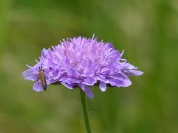 field scabies flower