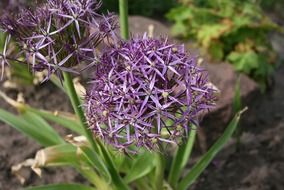 Attractive purple flower