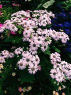 bush with pale pink flowers in thailand
