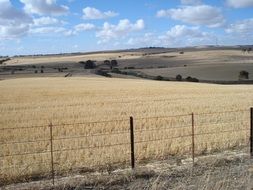 enclosed wheat field in Australia on a sunny day