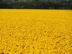 Big field of the yellow flowers