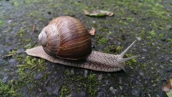 crawling snail with shell