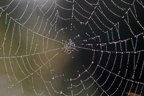 dew drops on a white cobweb