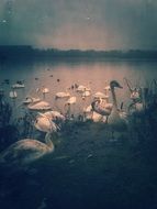 Vintage Picture of the swans on a lake