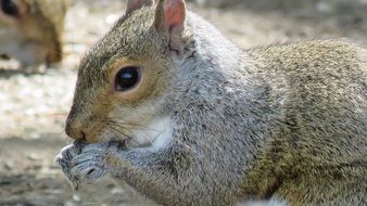 Close up picture of the squirrel