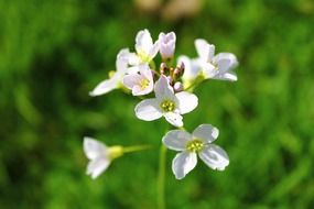 Wild white flower in the field