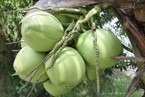 green coconuts on top of a palm tree