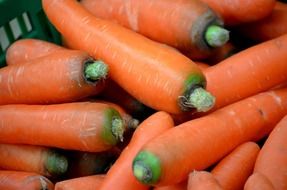 carrot roots