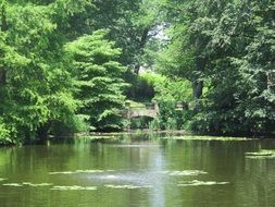 pond among green forest