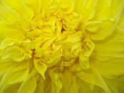 bright yellow dahlia close-up