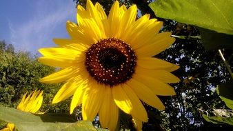 ornamental sunflower with brown center