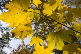 Picture of maple golden leaves