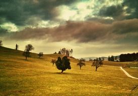 trees on an autumn field under a stormy sky
