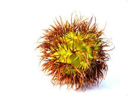 chestnut on a white background