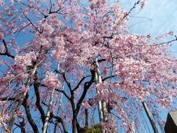 wonderful cherry tree in spring