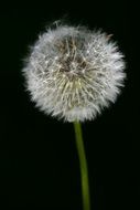 Beautiful, white, fluffy dandelion on black background