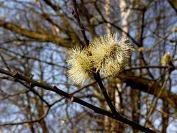 nature willow flower cats spring