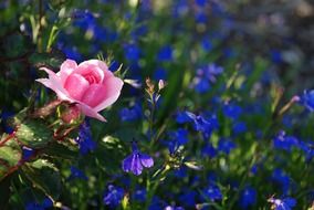 pink rose on a background of blue wildflowers