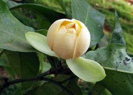 magnolia flower on a branch with green leaves close-up on blurred background