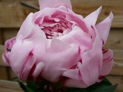 pextraordinarily beautiful peony