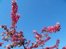 Close-up of the beautiful tree with pink lush flowering against the blue sky
