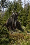 broken dry tree in the forest