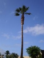 picture of the high palm tree