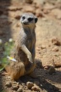 wonderful meerkat