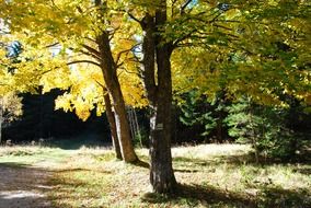 autumn trees in the park