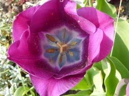 Purple and blue flower blossomes