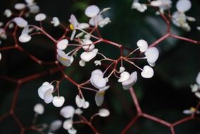 terrific white flower