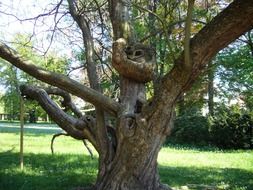 big gnarled tree in the park in pillnitz