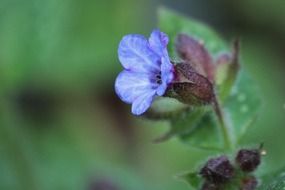 seaweed with blue flower