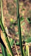 grasshopper on the plant stem