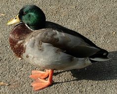 Photo of wild duck bird