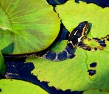 water snake among lilies in a pond