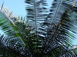 green plant with large leaves against the sky