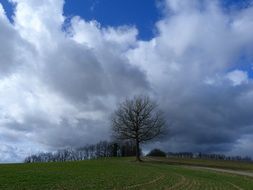 tree on top of a green hill under white clouds